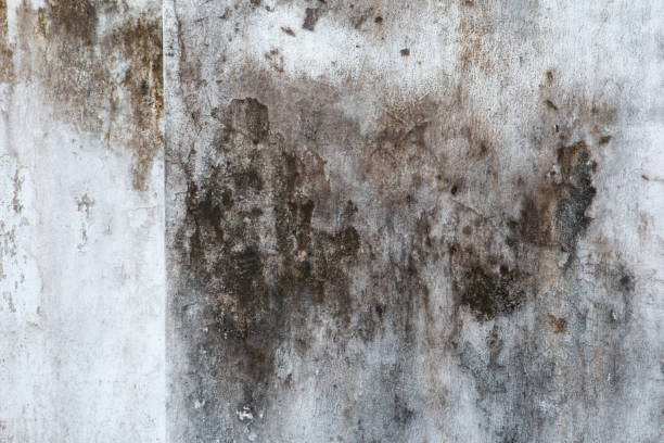 Trusted Hillsborough, CA Mold Removal Experts