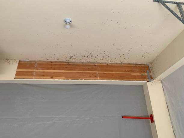 Best Environmental Consulting for Mold Prevention  in Hillsborough, CA